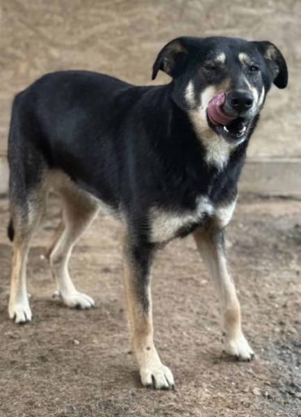 Solana ist eine sanfte Hündin 🐾