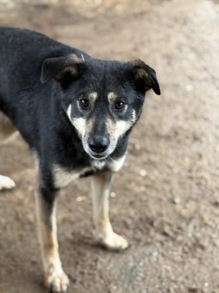 Solana ist eine sanfte Hündin 🐾