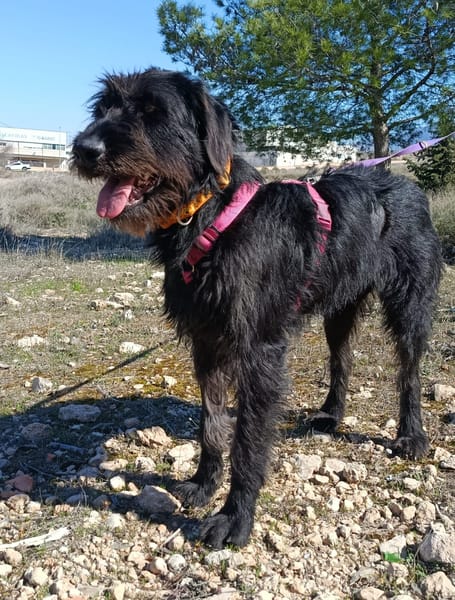 DARIA (patas jumillas)