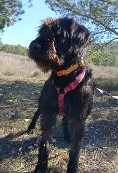 DARIA (patas jumillas)