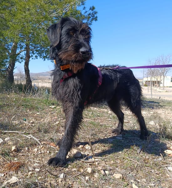 DARIA (patas jumillas)