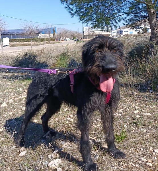 DARIA (patas jumillas)