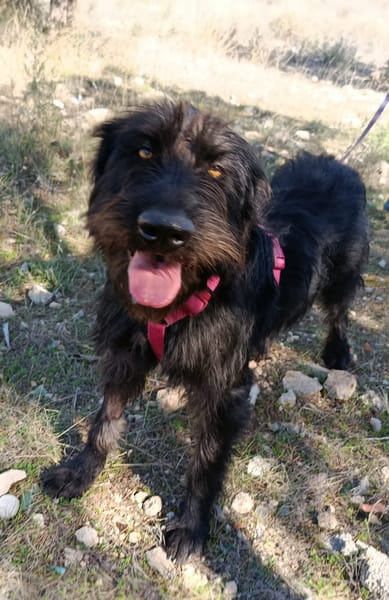 DARIA (patas jumillas)