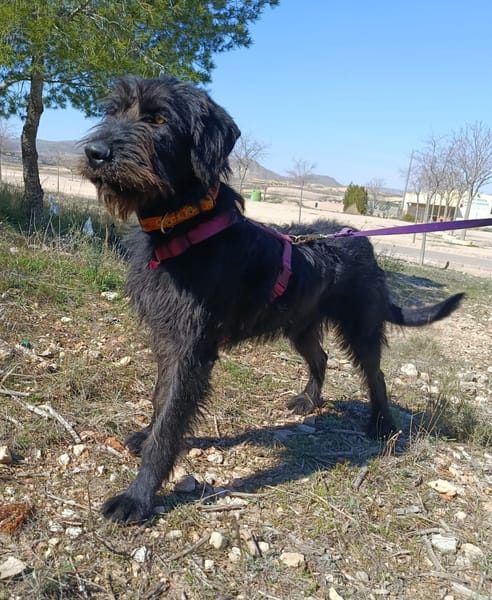 DARIA (patas jumillas)