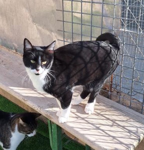 Wunderschöne Katze Ratona