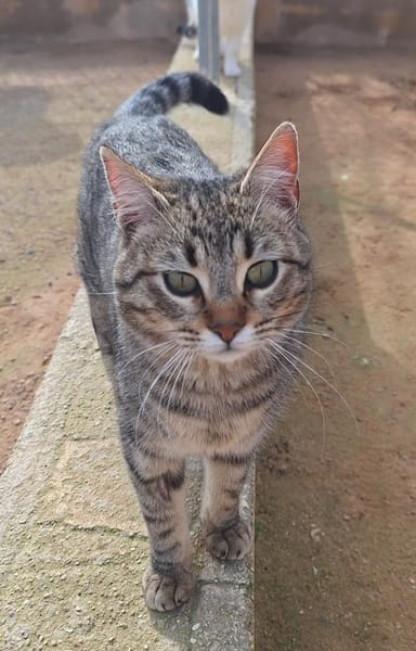 Offenes, liebes Katzenmädchen Mirchi