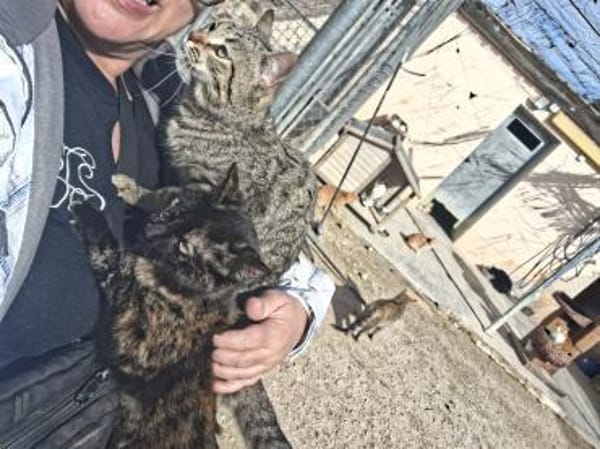 Offenes, liebes Katzenmädchen Mirchi