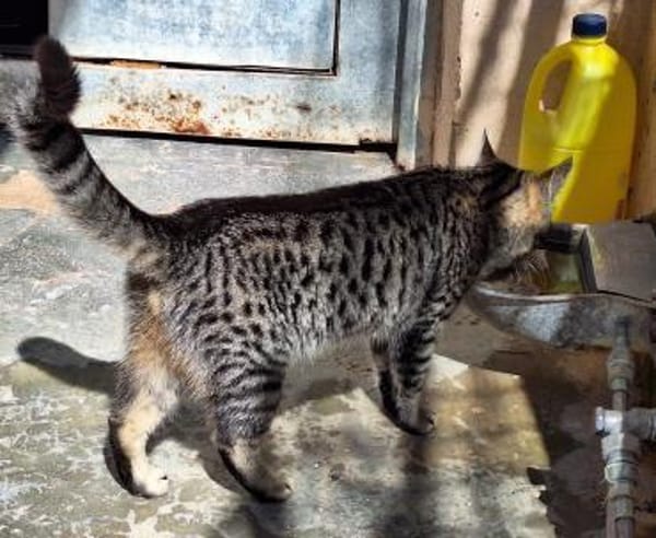 Junge, fröhliche Katze Tirana