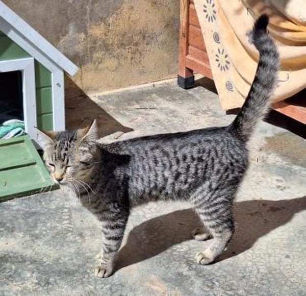 Junge, fröhliche Katze Tirana