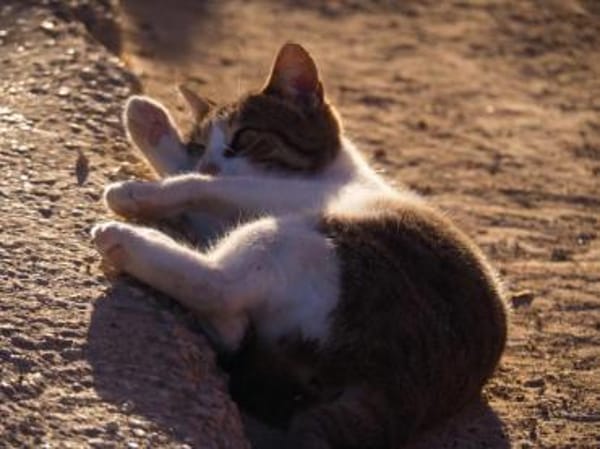 Süße, fröhliche Katze Ashley