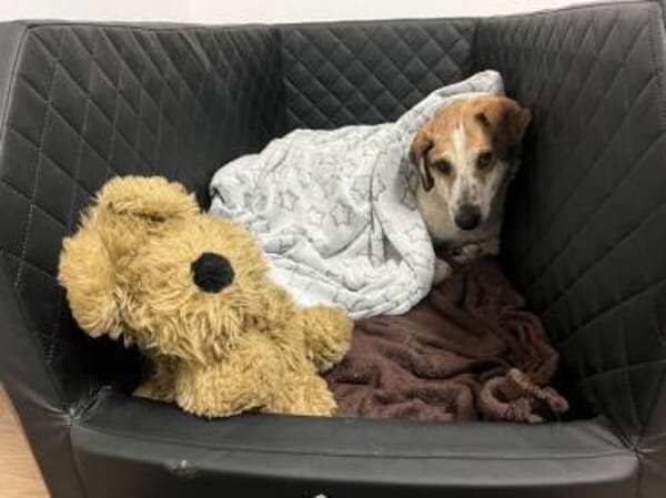 NIKOLAI * genügsamer Begleiter