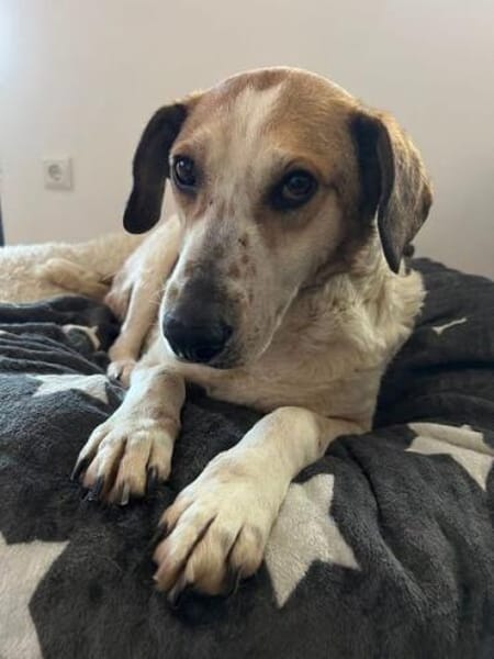 NIKOLAI * genügsamer Begleiter