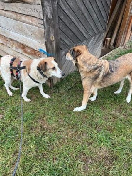 NIKOLAI * genügsamer Begleiter