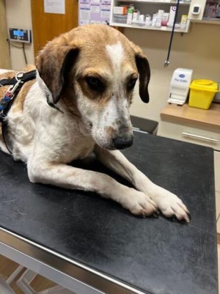 NIKOLAI * genügsamer Begleiter