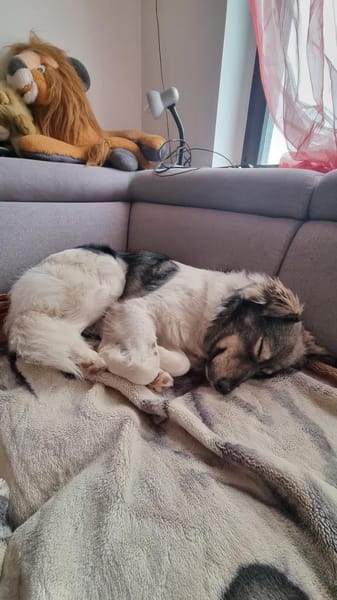 Traumhafter kleiner Rüde Schäferhundmix