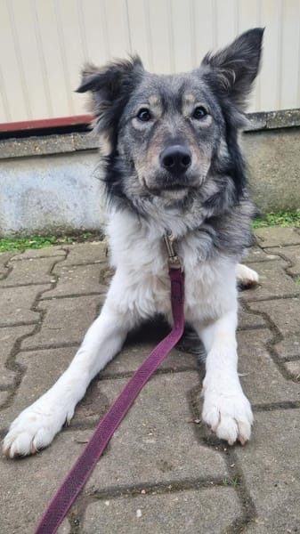 Traumhafter kleiner Rüde Schäferhundmix