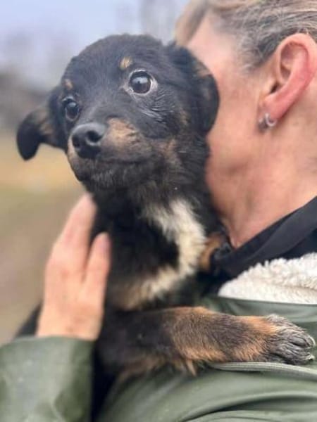 BAMBU-entzückende, kleine Welpen-Hündin
