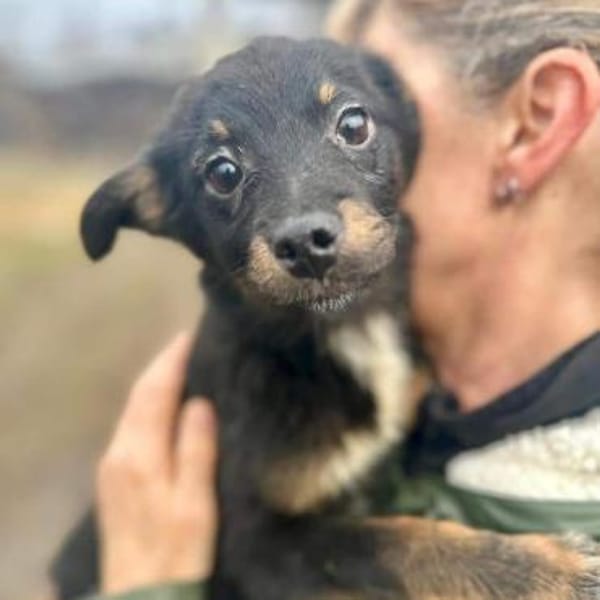 BAMBU-entzückende, kleine Welpen-Hündin