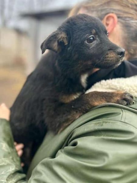 BAMBU-entzückende, kleine Welpen-Hündin