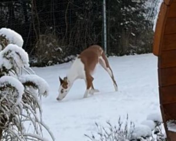 Caramelo3 sucht ein Zuhause