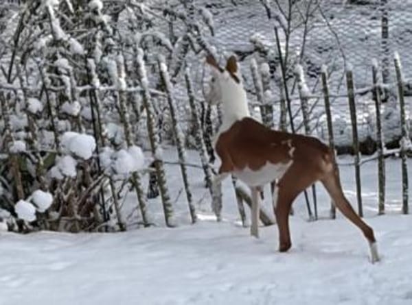 Caramelo3 sucht ein Zuhause