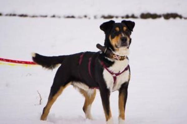 Aktiver Senior Maik1 sucht ein Zuhause