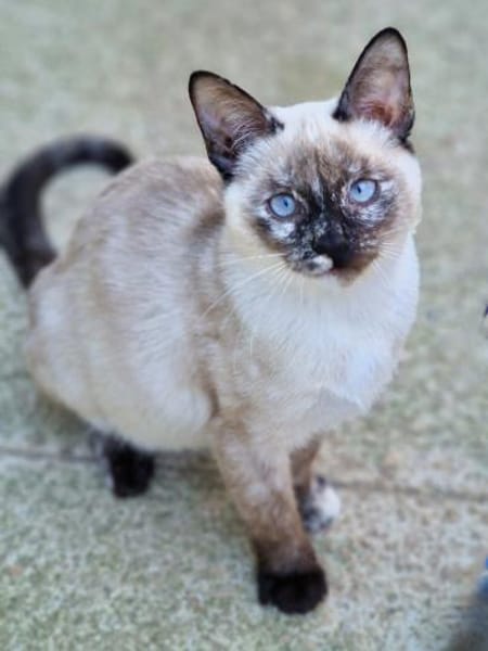 Schönes, schüchternes Katzenmädchen Chip