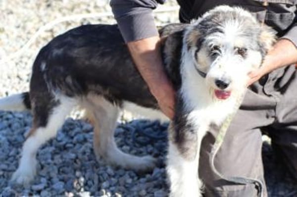 Lania - verspielte Hündin