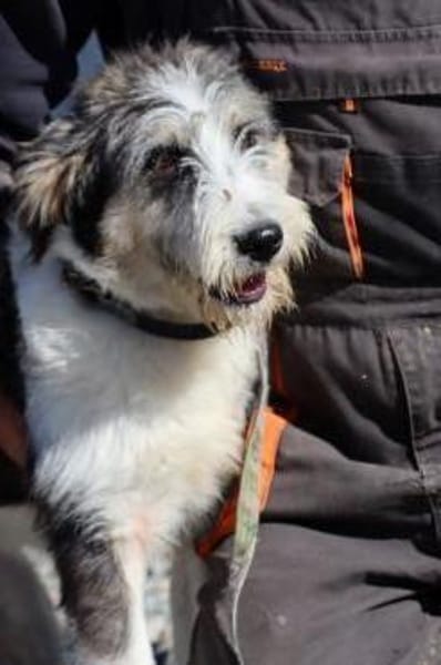 Lania - verspielte Hündin