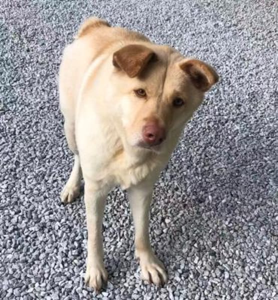 FUNNY, w., kastr., Mischling, 15 kg