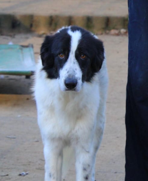 Almar auf Pflegestelle in Hessen