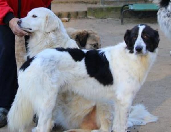 Almar auf Pflegestelle in Hessen