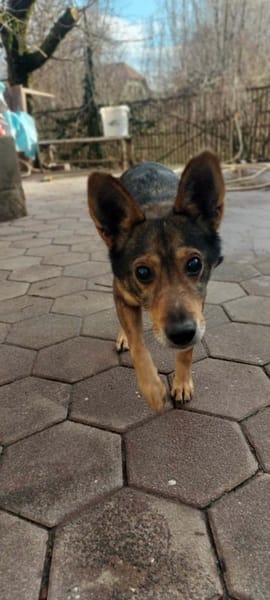 Keksik sucht ein Zuhause