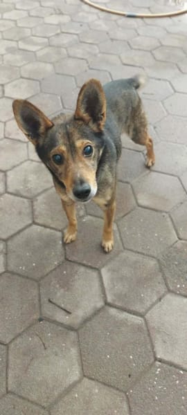 Keksik sucht ein Zuhause