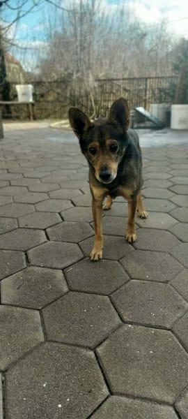 Keksik sucht ein Zuhause