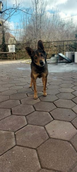 Keksik sucht ein Zuhause