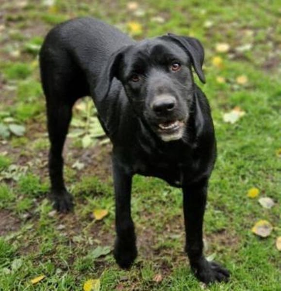 OTTO 2 sucht seine Menschen