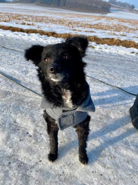 💕Mara💕 sucht ihre Menschen 💕🐾💕