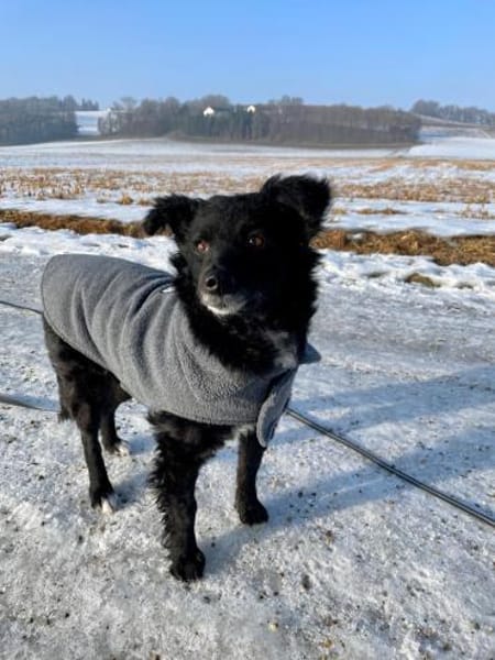 💕Mara💕 sucht ihre Menschen 💕🐾💕