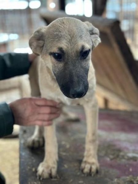 DIDI-bezaubernder Welpen-Rüde