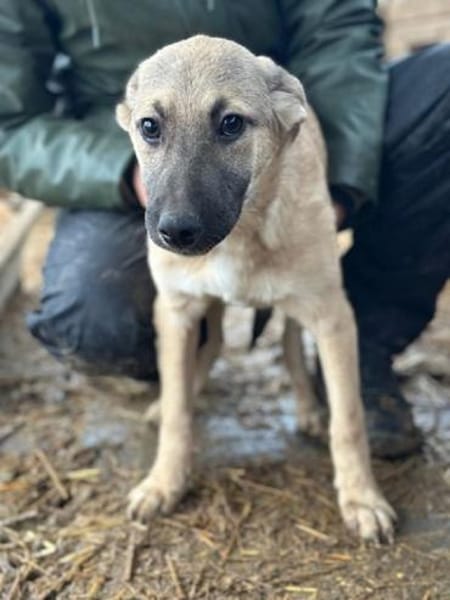 DIDI-bezaubernder Welpen-Rüde