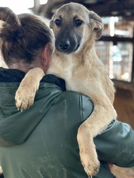 DIDI-bezaubernder Welpen-Rüde