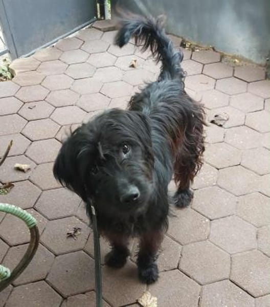 Hunter sucht sein liebevolles Zuhause