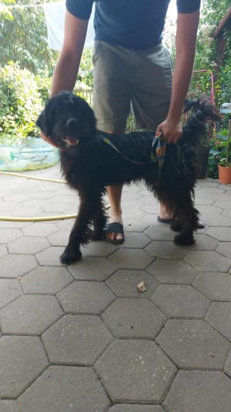 Hunter sucht sein liebevolles Zuhause