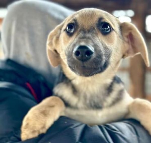 DINA-hübsche, verspielte Welpen-Hündin