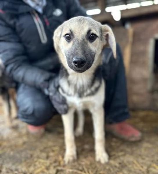DINA-hübsche, verspielte Welpen-Hündin