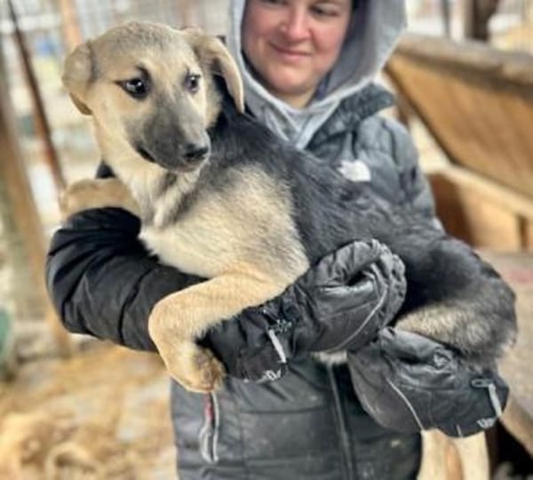 DINA-hübsche, verspielte Welpen-Hündin