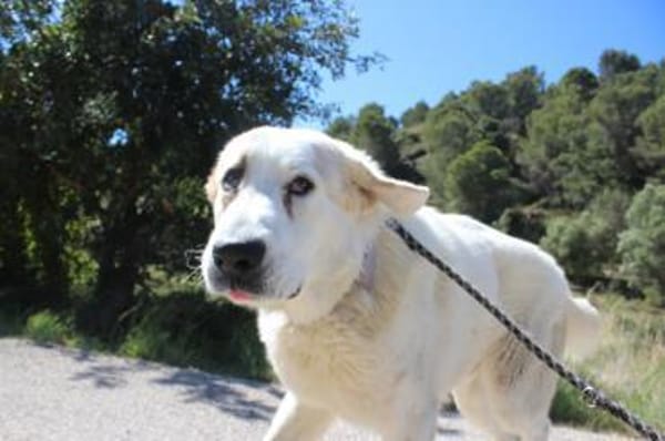 Snow ist ein grosser Rüde, Ludwigshafen