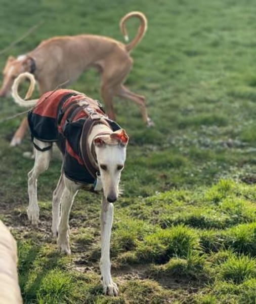 Romeo10 sucht ein Zuhause