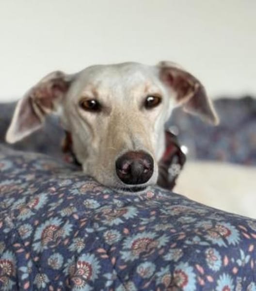 Romeo10 sucht ein Zuhause